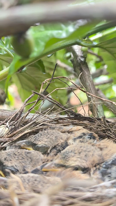 The garden owner said there was a baby long-tailed shrike in his garden #birds #birds #pentetmania