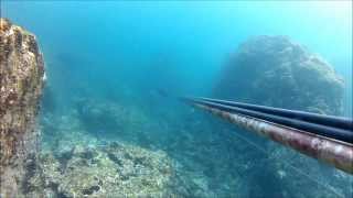Spearfishing in japan