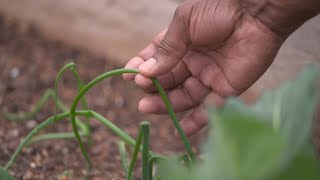 Fort Worth volunteer group that's helping food deserts with vegetable gardens says it needs funding Profile