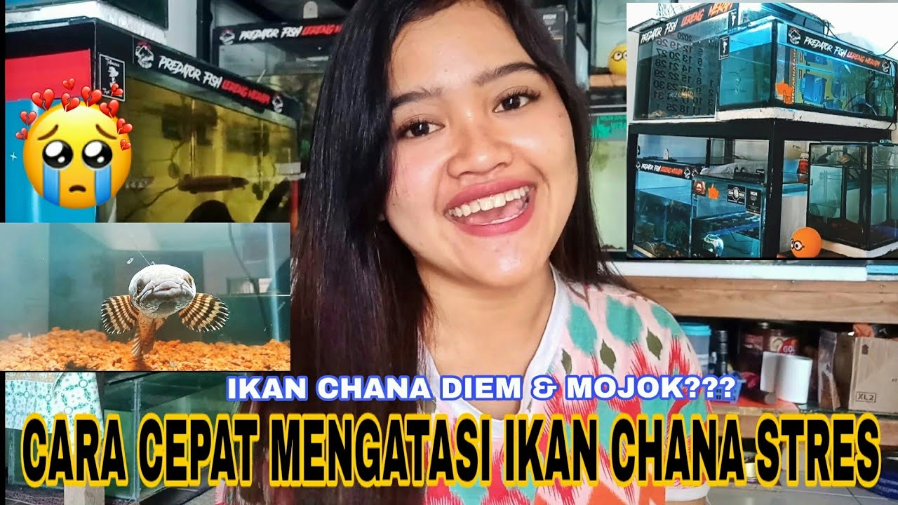 IKAN CHANNA STRESS?INI DIA CARA AMPUH MENGATASI IKAN CHAMNA YANG LAGI