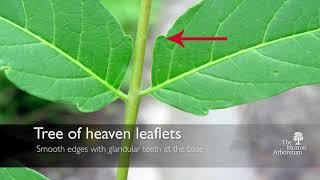 How To Identify Tree Of Heaven Ailanthus Altissima And Spotted Lanternfly