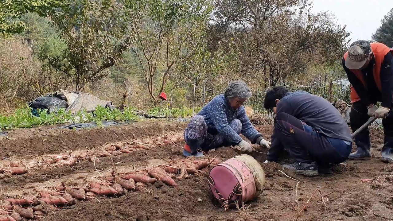 (Корейская деревня) Выкапывание батата, арахиса и имбиря и употребление тыквенной каши.