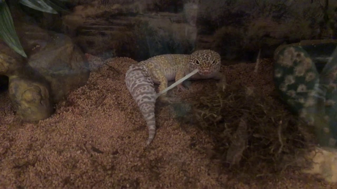 Incredible video catches Leopard Gecko eating its shed YouTube