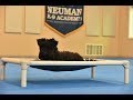 Bentley (Kerry Blue Terrier) Puppy Camp Dog Training Video の動画、YouTube動画。