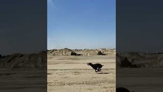 Lightning Fast Dog Runs 30 MPH || ViralHog