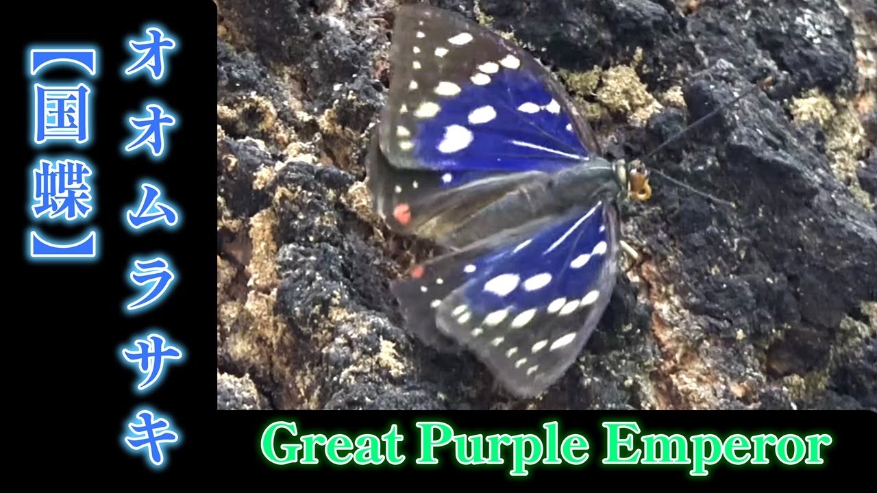 オオムラサキ【国蝶】【解説版】 - YouTube