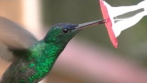 Hummingbirds