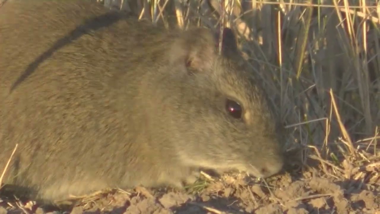 Ambientes,flora y fauna del Departamento Las Colonias Santa Fe Argentina Parte 3 Zona sur 2022