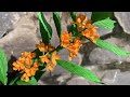 ABC TV | How To Make Sweet Osmanthus Flower With Crepe Paper - Craft Tutorial