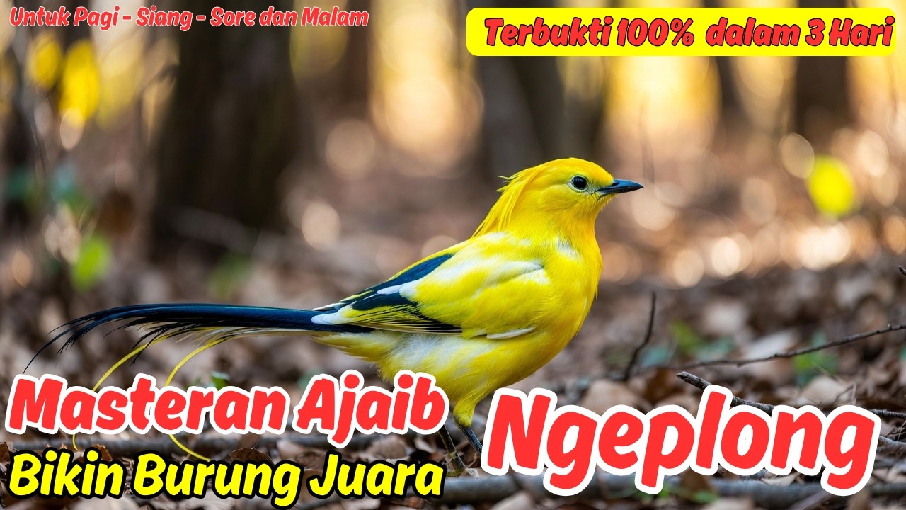 Masteran atau Pancingan Murai Batu Harian Bikin Mental Tempur Meledak