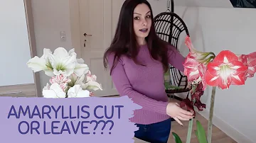 Jak zalévat amarylis během vegetačního období?