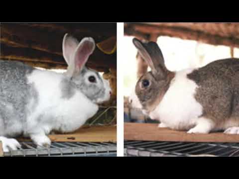 Vídeo: Quines races de conills són les millors per a la carn