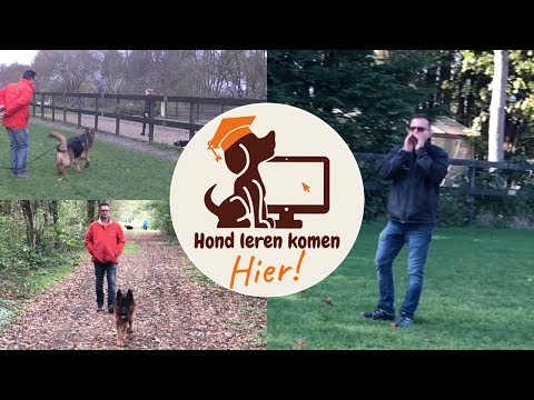 Video: Die Hond Loop: Voor- En Nadele