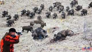 Chasing Wild Boars on Hillside - A Hunt Recorded from a First-Person Camera | Best Shot Amazing
