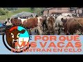 POR QUE MI VACA NO ENTRA EN CELO