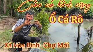 Câu cá kênh cạnh,Trúng ổ cá rô đồng và rô phi ăn như cá nuôi luôn#Sang gồm miền tây.