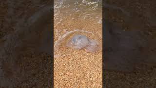 Медузы Азовское море 2021. Ядовитые большие медузы. Пересыпь. Голубицкая. Кучугуры. Шок. #Shorts