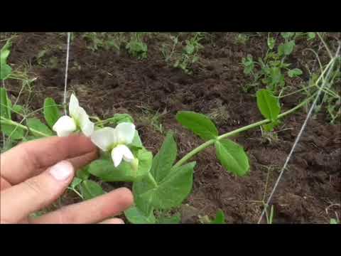 Video: Información del guisante de flecha verde: aprenda a cultivar una planta de guisante de flecha verde