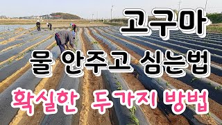 고구마 물안주고 심는법 확실한 두가지 방법 단맛 있는 자색고구마 심기There are two sure ways to plant sweet potatoes in water