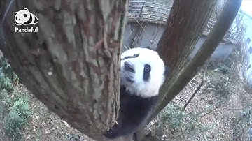 When does a panda cub start to climb trees? | Pandaful Q&A