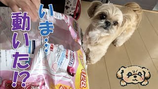 【ユニ・チャーム】デオシートの空袋と対決!? 恐る恐る近寄る子犬 - Puppy was cautious for plastic bag -【チワワ×シーズー】