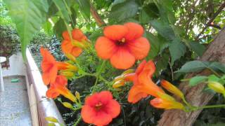 Çalsam Bi̇r Gün Kapini One Day Knock Your Door