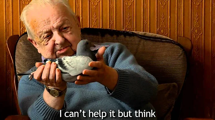 Louis Janssen Racing Champion Pigeon