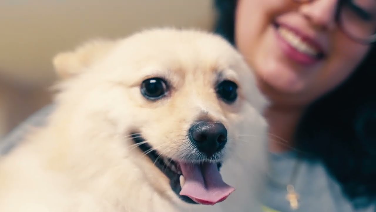 Paws 'n' Rec - Grace St. Virtual Tour