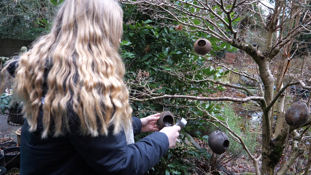 Hoe mezen zonnebloempitten eten