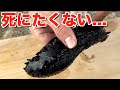 千切っても死なない『ナマコ』を真っ二つにしてみた結果がヤバい