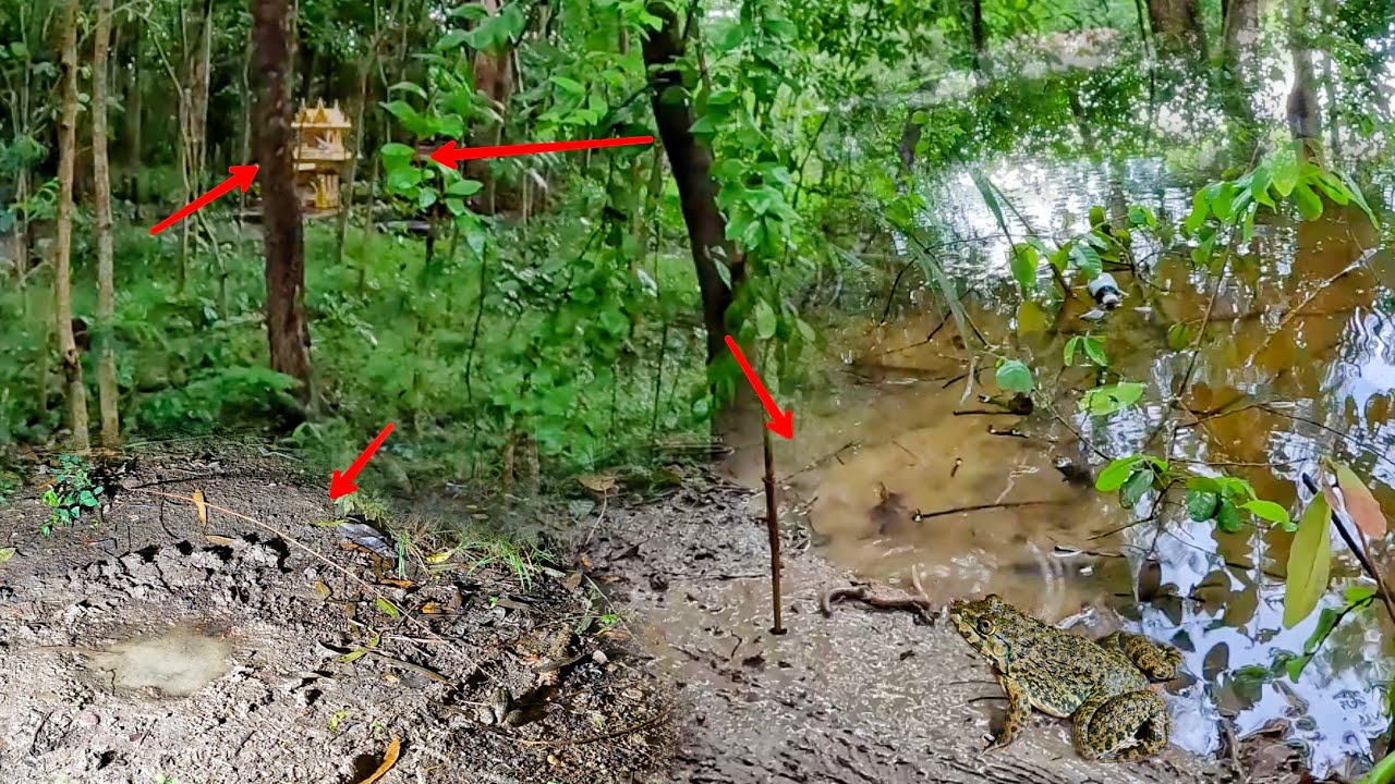 ใส่เบ็ดกบ หมายป่าช้า มีแต่กบใหญ่ ใส่เบ็ดแบบนี้ก็ได้ตัว