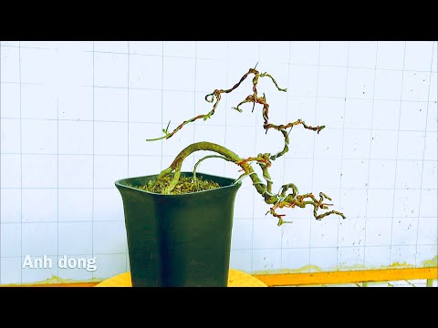 Video Chuyển dáng cây bonsai trinh nữ - youtube
