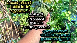 കായൽ തീരത്ത് ഒരു exotic fruits ഗാർഡൻ .... by Abiya Garden 3,895 views 3 months ago 14 minutes, 35 seconds