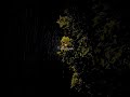 عيونك شوفي عيونك