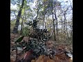 chillin in the forest,early autumn