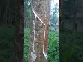 Natural beauty of Kerala 🐦‍⬛🐦‍⬛🦚#Kerala