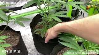 Lilac Diesel & Tenzin Kush Grow Update