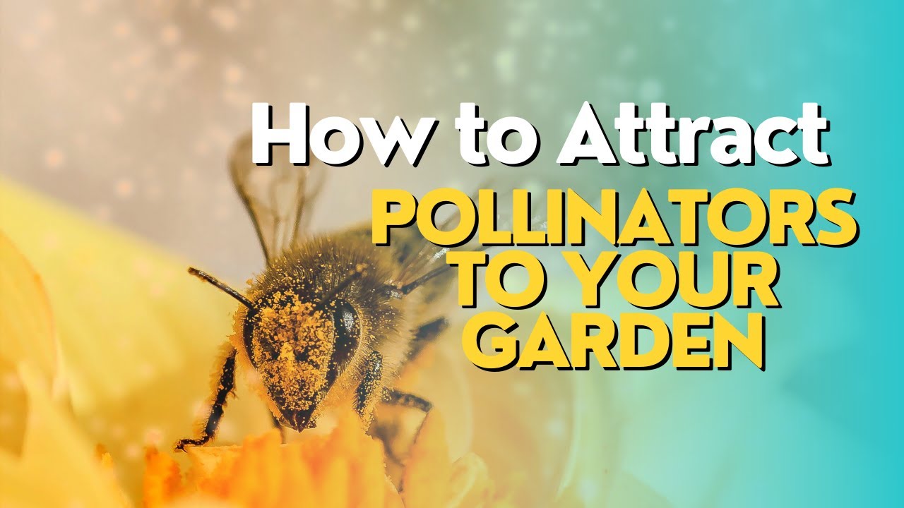 How to Attract Pollinators to Your Garden - YouTube