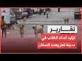 تزايد أعداد الكلاب في مدينة تعز يهدد السكان 