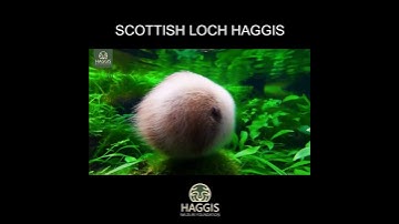 Thumbnail of Wild Haggis: The Elusive Scottish Species by the Loch #scotland #wildhaggis #lore