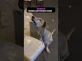 Stray Dog Starts Crying Tears of Joy ❤️🩹