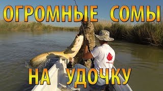 Огромные сомы на удочку, квок, рыбалка на Балхаше