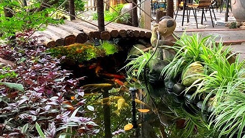 Hồ Cá Koi Tự Tạo Trên Lối Đi Trong Sân Vườn Thật Tuyệt