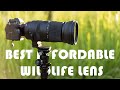 Sigma 150-600mm DG DN Lens - Comprehensive Review for Wildlife (vs Sony 200-600)