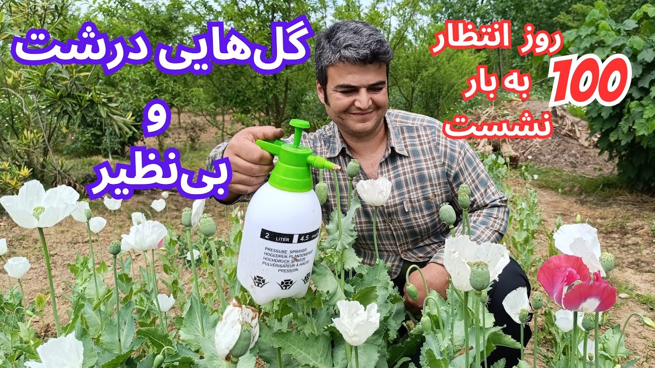 کاشتن خشخاش در خانه بدونه رعایت این نکات نتیجه قابل توجهی نخواهد داشت