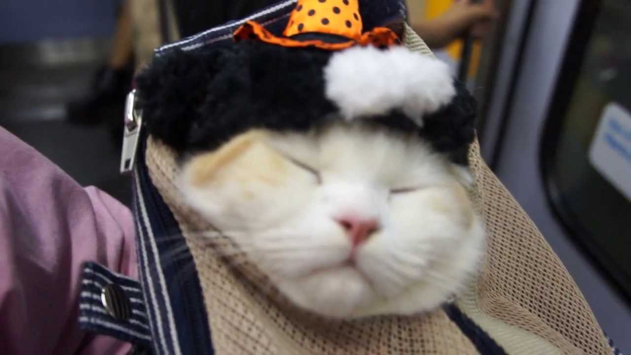 かわいいスコティッシュフォールドの動画 子猫も大人猫も アニメ野良スコ知ってる