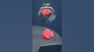 Your Brain v. Animal Brains