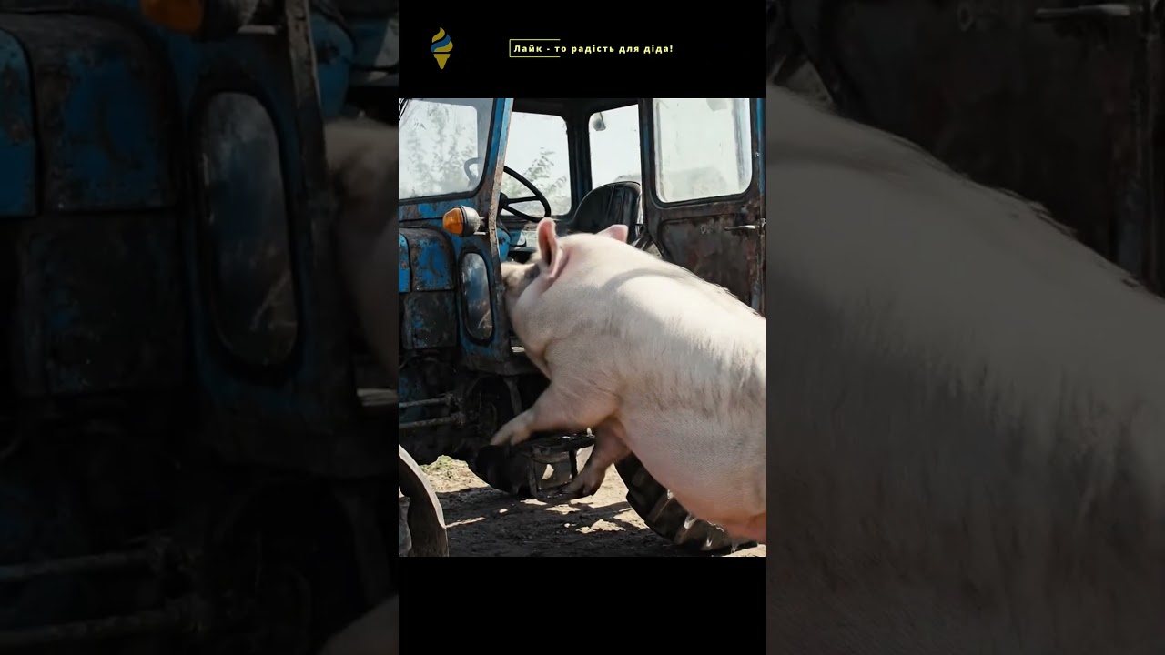 Прикол, свиня застрибнула! Ну Дід відкрив трактор 😳🐷 