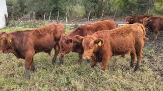 ¡¡VEAN LOS ANIMALAZOS DE RANCHO MARIA EUGENIA!! 