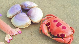 Princess Pearl Shells Contain Mystery Pearls! Rich seafood, delicious
